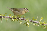Image. Worm-eating Warbler