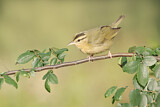 Image. Worm-eating Warbler