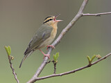 Image. Worm-eating Warbler