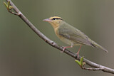 Image. Worm-eating Warbler