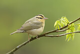 Image. Worm-eating Warbler