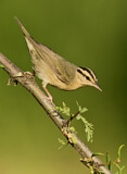 Image. Worm-eating Warbler