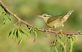 Image. Worm-eating Warbler