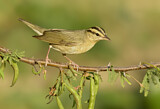 Image. Worm-eating Warbler