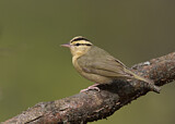 Image. Worm-eating Warbler