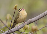 Image. Worm-eating Warbler