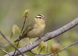 Image. Worm-eating Warbler