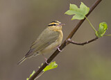 Image. Worm-eating Warbler