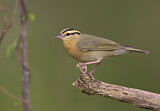 Image. Worm-eating Warbler