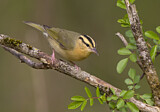 Image. Worm-eating Warbler