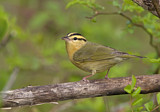 Image. Worm-eating Warbler