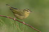 Image. Worm-eating Warbler