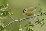 Image. Worm-eating Warbler