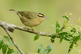 Image. Worm-eating Warbler