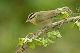 Image. Worm-eating Warbler