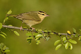 Image. Worm-eating Warbler