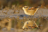 Image. Wren-like Rushbird