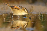 Image. Wren-like Rushbird