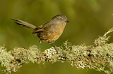 Image. Wrentit
