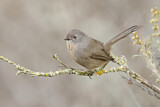 Image. Wrentit