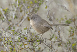 Image. Wrentit