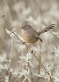 Image. Wrentit