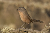 Image. Wrentit