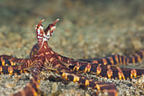 Image. Wunderpus