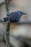 Image. Xingu Scale-backed Antbird