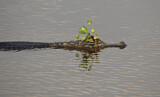 Image. Yacare caiman