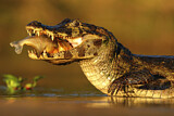 Image. Yacare caiman
