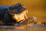 Image. Yacare caiman