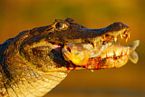 Image. Yacare caiman