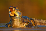 Image. Yacare caiman