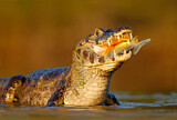 Image. Yacare caiman