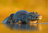 Image. Yacare caiman