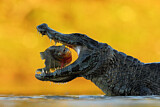 Image. Yacare caiman
