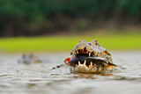Image. Yacare caiman