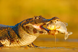 Image. Yacare caiman
