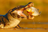 Image. Yacare caiman