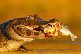 Image. Yacare caiman