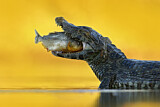 Image. Yacare caiman