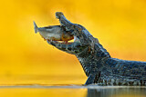 Image. Yacare caiman
