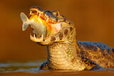 Image. Yacare caiman