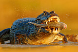 Image. Yacare caiman