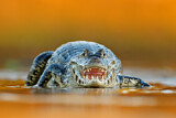 Image. Yacare caiman