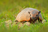 Image. Yellow Armadillo