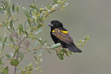 Image. Yellow Bishop