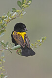 Image. Yellow Bishop