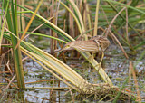 Image. Yellow Bittern